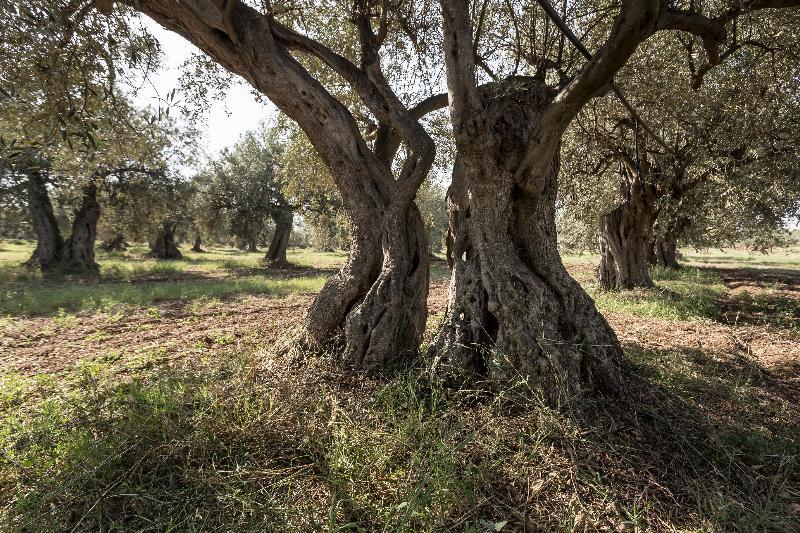 Villa Zottopera كيارامونتي غولفي المظهر الخارجي الصورة